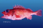 Image of Sebastes simulator (Pinkrose rockfish)