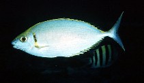 Image of Siganus argenteus (Streamlined spinefoot)