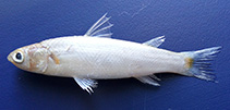 Image of Minimugil cascasia (Yellowtail mullet)