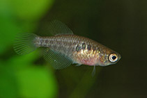 Image of Simpsonichthys constanciae (Featherfin pearlfish)