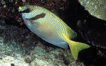 Image of Siganus doliatus (Barred spinefoot)