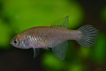 Image of Simpsonichthys fasciatus 