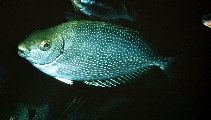 Image of Siganus fuscescens (Mottled spinefoot)