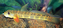 Image of Sicyopterus griseus (Stone goby)