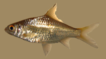 Image of Sikukia gudgeri 