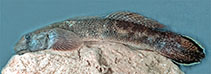 Image of Sicyopterus lengguru 