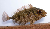 Image of Siganus luridus (Dusky spinefoot)