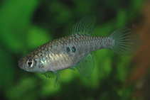 Image of Hypsolebias marginatus 