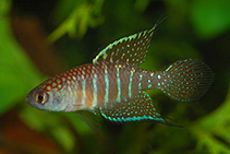 Image of Hypsolebias marginatus 