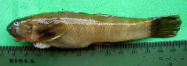 Image of Sicyopterus parvei 