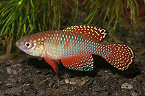 Image of Hypsolebias picturatus 