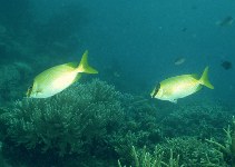 Image of Siganus puellus (Masked spinefoot)