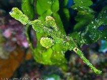 Image of Solenostomus halimeda (Halimeda ghostpipefish)