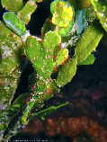 Image of Solenostomus halimeda (Halimeda ghostpipefish)