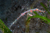 Image of Solenostomus paradoxus (Harlequin ghost pipefish)