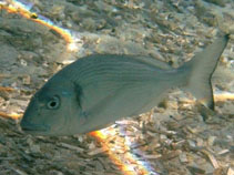 Image of Sparus aurata (Gilthead seabream)