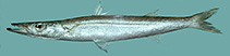 Image of Sphyraena borealis (Northern sennet)