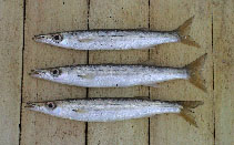 Image of Sphyraena chrysotaenia (Yellowstripe barracuda)