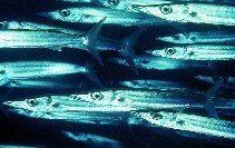 Image of Sphyraena forsteri (Bigeye barracuda)