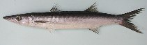 Image of Sphyraena guachancho (Guachanche barracuda)