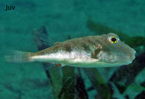 Image of Sphoeroides nephelus (Southern puffer)