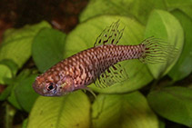 Image of Spectrolebias reticulatus 