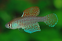 Image of Spectrolebias reticulatus 