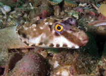 Image of Sphoeroides spengleri (Bandtail puffer)