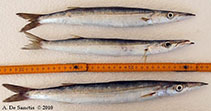 Image of Sphyraena sphyraena (European barracuda)