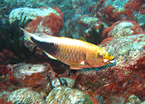 Image of Sparisoma strigatum (Strigate parrotfish)