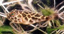 Image of Sphoeroides testudineus (Checkered puffer)