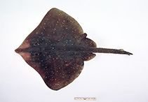 Image of Spiniraja whitleyi (Melbourne skate)