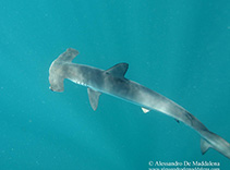 Image of Sphyrna zygaena (Smooth hammerhead)