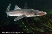 Image of Squalus acanthias (Piked dogfish)