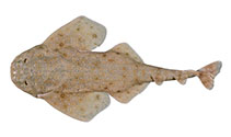 Image of Squatina albipunctata (Eastern Angel Shark)