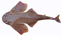 Image of Squatina david (David’s Angel Shark)