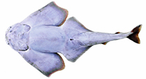 Image of Squatina david (David’s Angel Shark)