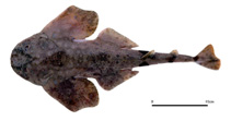 Image of Squatina formosa (Taiwan angleshark)