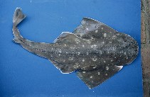 Image of Squatina guggenheim (Angular angel shark)