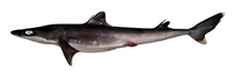 Image of Squalus japonicus (Japanese spurdog)