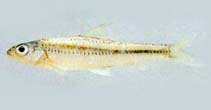 Image of Squalidus japonicus 