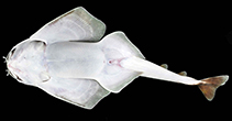 Image of Squatina mapama (Small-crested angelshark)