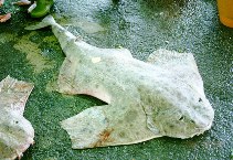 Image of Squatina nebulosa (Clouded angelshark)