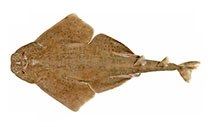 Image of Squatina pseudocellata (Western angelshark)