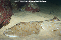 Image of Squatina guggenheim (Angular angel shark)