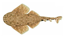 Image of Squatina tergocellata (Ornate angelshark)