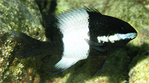 Image of Stegastes albifasciatus (Whitebar gregory)