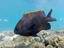 Image of Plectroglyphidodon apicalis (Australian gregory)