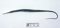 Image of Stigmatopora argus (Spotted pipefish)