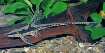 Image of Sturisomatichthys aureum 